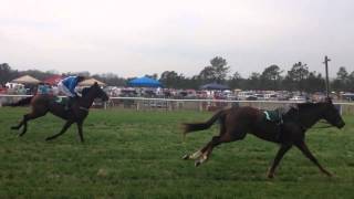 Jockeyless horse beats other horses at steeplechase in Aiken [upl. by Ennovad122]