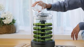 Petite Foret Plus – Tropical Forest Terrarium for Your Room [upl. by Ohcamac]