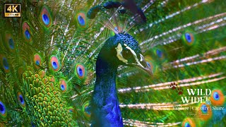 🦚MOST BEAUTIFUL PEACOCK IN THE WORLD CALLING birds [upl. by Salas]