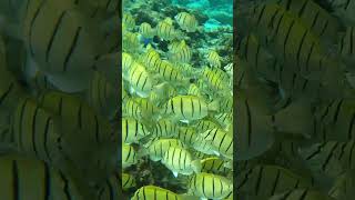 Acanthurus triostegus fish travel snorkeling scubadiving ocean gopro underwater nature [upl. by Aicnetroh949]