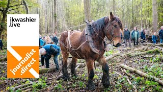 18 trekpaarden lokken massa volk voor demonstratie bosbouw met trekpaarden in Bos tEname [upl. by Erodroeht]