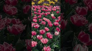 Tulip Time at Bowral Sydney [upl. by Raul137]