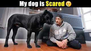 My Dog is Scared canecorso dog [upl. by Micaela]