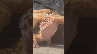 Update On My Leopard Gecko Gary [upl. by Kaazi603]