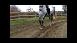 The Canter  40 Fundamentals of English Riding [upl. by Lainad579]