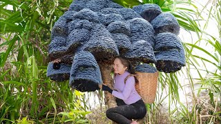 Country Girl  Harvesting Cluster Fruit Goes to market sell  Cooking Farm  Emma Daily Life [upl. by Jariv]