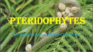 Pteridophytes  Vascular cryptogams An Introduction General Characters HPU BSc 1st Year [upl. by Geerts]