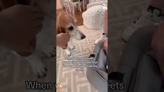 Dog like socks on their owners’ feet🤣🤣😂😂🐶🐶 fyp funny funnyvideos fouyou usa dog dogs [upl. by Lashoh799]