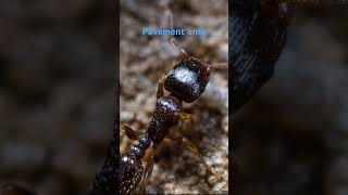 Pavement ants tetramorium [upl. by Theurer539]