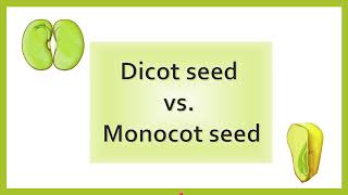 Difference between Dicot Seed and Monocot Seed  AL biology [upl. by Lebna]