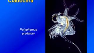 Limnology  Zooplankton Diversity amp Ecology [upl. by Olav]