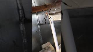 Keeping Golden Orb Weaver spiders as pets Free range [upl. by Ardekal970]