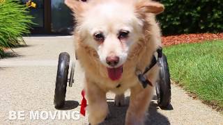 Disabled Dogs Taking First Steps in Walkin Wheels Wheelchairs [upl. by Genni10]