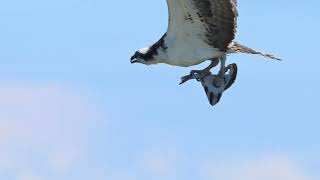 AMAZING DIVE Watch this osprey hit the water at 40 mph 60kmh and catch an English sole [upl. by Lerraj193]