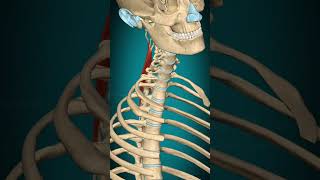 Spinalis capitis muscle action Vertebral column Lateral flexion muscle anatomy [upl. by Matthaus885]