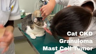 My Cat’s Battle Facing CKD Granuloma amp Mast Cell Tumor [upl. by Anael320]