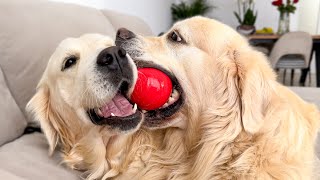 Amazing Golden Retrievers Play Time [upl. by Suckow]