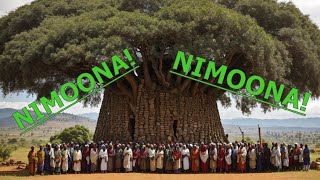 NIMOONA  Sirba Haaraa Weellisaa Liiban daadhii quotAbdiisaquot Anatu oromomusic [upl. by Naol]