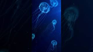 Relax with Jellyfish – Perfect for Sleep amp Focus [upl. by Sapphire]