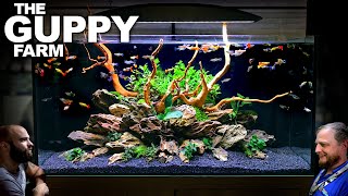 The Guppy Farm EXOTIC Guppy Island Style All In One Aquarium Aquascape Tutorial [upl. by Blynn]