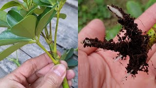 How to grow Schefflera plant from cuttings  Propagate the Schefflera plants  Umbrella Tree [upl. by Shannah]