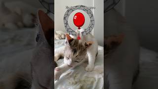 😱😱 cat filter challengeshorts gatos gamefilter catfilter catlover shortsvideo shorts [upl. by Sudhir946]