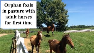 Orphan foal pasture turn out with adult horses [upl. by Valenza951]