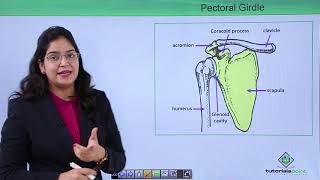 Class10th – Pectoral Girdle  Locomotion and Movement  Tutorials Point [upl. by Frederiksen]