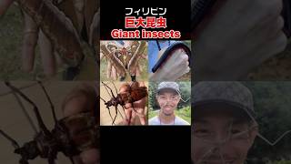 フィリピンの巨大昆虫5選！ Giant Insects in the Philippines フィリピン shorts giantinsects [upl. by Eahsram409]