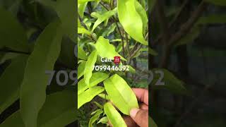 Agarwood plantation result after 1 year agarwood agarwoodplantation aquilaria farming plant [upl. by Brand]