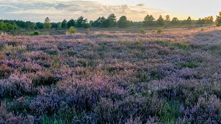 Kyritz Ruppiner Heide  Heath [upl. by Adamis]