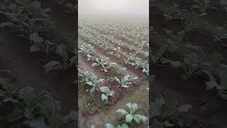 food phoolgobhi agriculture fruit amazingfacts viralvideo farming musicgenre [upl. by Nura386]