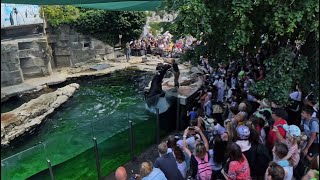 Mähnenrobbenfütterung im Zoo Schönbrunn Wien 4K Infos in der Beschreibung [upl. by Lelia]