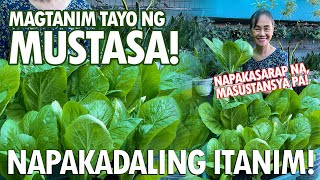 MASUSTANSYANG MUSTASA PAANO NGA BA ITINATANIM NAPAKADALI LANG Mustard Greens Planting Tutorial [upl. by Glennis]