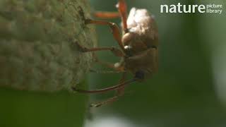 Acorn weevil drilling into an acorn [upl. by Mcmath990]