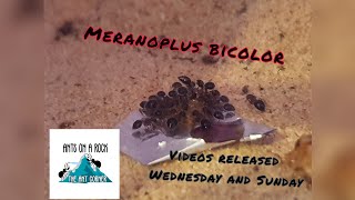 Meranoplus bicolor Furry Shield Ant colony update will they ever stop digging [upl. by Penrose771]