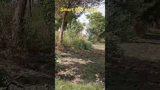 punjabi punjabisong smart 8hd zooming infinix smart zooming test short vedio [upl. by As329]