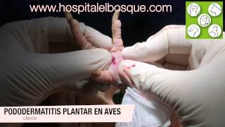 Clavos en aves cura por segunda intención Pododermatitis plantar en aves [upl. by Aronoel676]