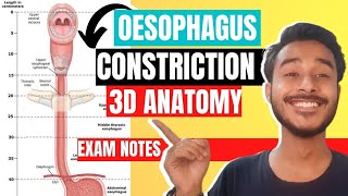 oesophagus anatomy 3d  constriction of oesophagus  esophageal constriction anatomy [upl. by Schaab]