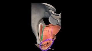 Pelvic floor Muscles  Levetor Ani Muscles Anatomy Tendinous Arch  Anococcygeal Body  3D Pelvis [upl. by Enirod]