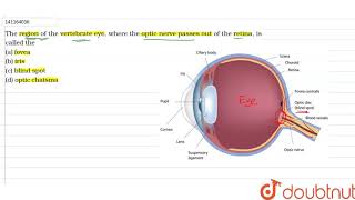 The region of the vertebrate eye where the optic nerve passes out of the retina is [upl. by Ahsiele174]