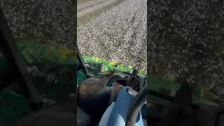 Picking cotton and peanuts in the same field in millhaven Georgia [upl. by Danczyk]