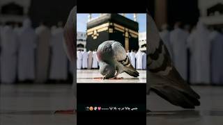 Namazi kahan hai shortvideo youtubeshorts trending ytshort yt namaz [upl. by Ennaehr]