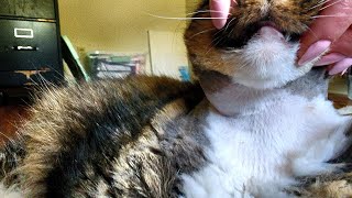 Draining Cats abscess from home [upl. by Ahsehat918]