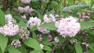 Fuzzy Pride of Rochester deutzia fuzzyprideofrochester [upl. by Ferneau]