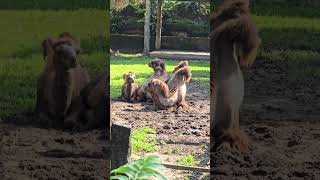 駱駝Bactrian CamelTaipei Zoo [upl. by Stoeber987]