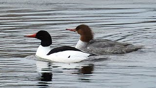 Grand harle harle bièvre  Common Merganser Goosander [upl. by Curren]