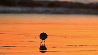 sanderling foraging at sunset [upl. by Merlin31]