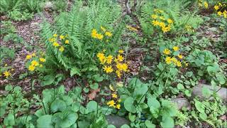 GOLDEN RAGWORT [upl. by Olatha884]