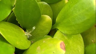 Amazon frogbit Limnobium laevigatum flowers [upl. by Tteirrah932]